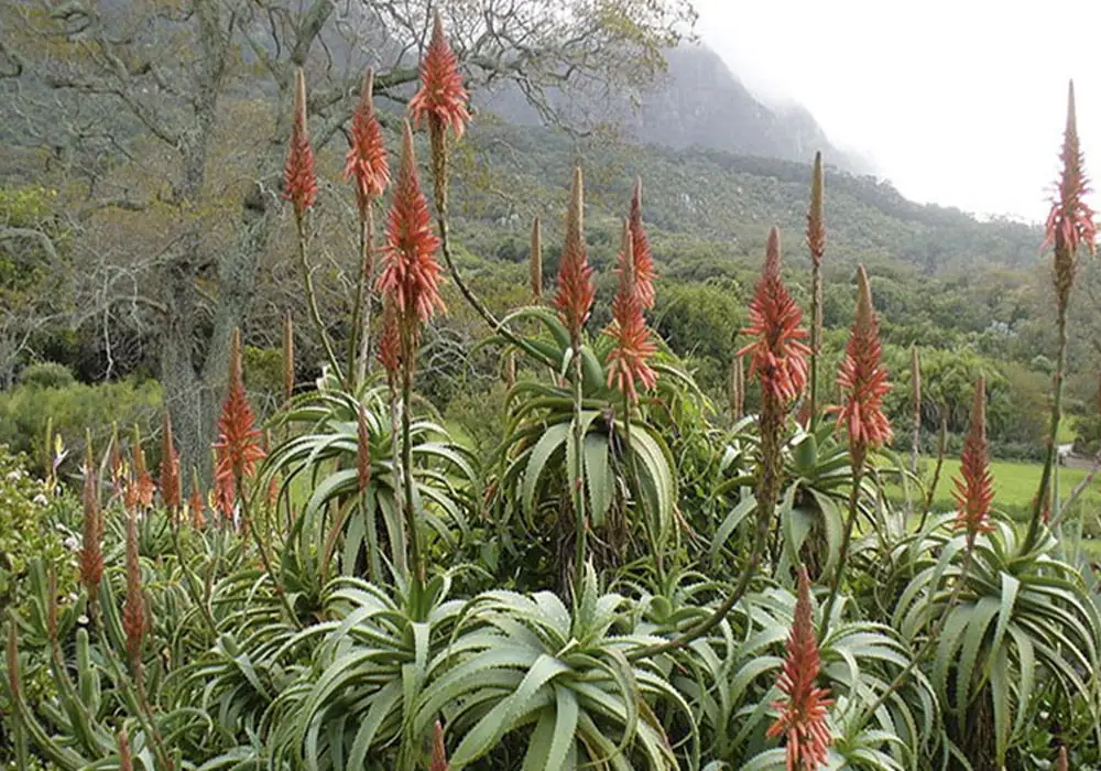 Proprietà e benefici della pianta di Aloe